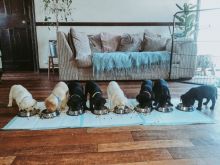 cdgg Labrador Retriever puppies