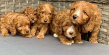 cdsg Stunning Cavapoos For Sale.