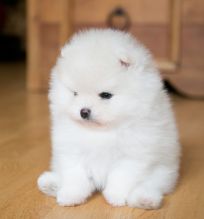 dgjyn Stunning Pomeranian Puppies For sale