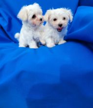 ftrhtg Maltese Puppies