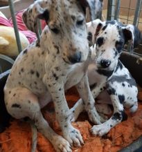 Great Dane Harlequin Pups