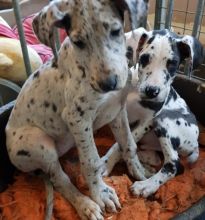 Great Dane Harlequin Pups for adoption
