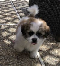grttrh Adorable Male And Female Shih Tzu Puppies