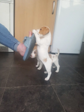 Jack Russell Terrier puppies ready