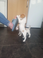 ready to go Jack Russell Terrier puppies ready