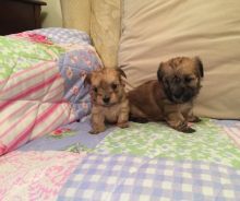 Morkie Puppies available for Morkie Lovers ready to go