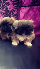 Pekingese Puppies for Pekingese Lovers , Legit contact