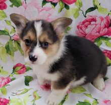 Pembroke Welsh Corgi Puppies