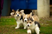 ready to go Pembroke Welsh Corgi Puppies for adoption