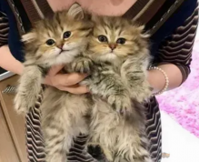 Persian kittens available