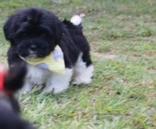 Pure Havanese puppies