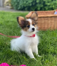 Purebred Papillon puppies available