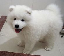 ready to go Samoyed Puppies for great home pet lovers