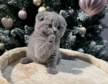 Scottish fold kittens available