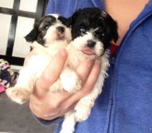 ready to go Shih-Poo Puppies for Shih-Poo lovers and puppy lovers