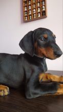 ready to go Sweet Doberman Puppies on set to pick up at