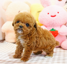 Toy Poodle puppies