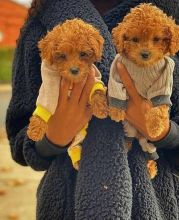 Toy Poodle puppies for great homes