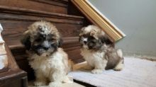 TWO Malshi Puppies available