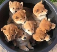 Xdgr Japanese Shiba Inu Pups For Sale!
