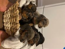 zvfng Stunning Dachshund Puppies