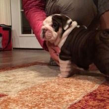 Zxdsgh Adorable Akc English Bulldog Puppies