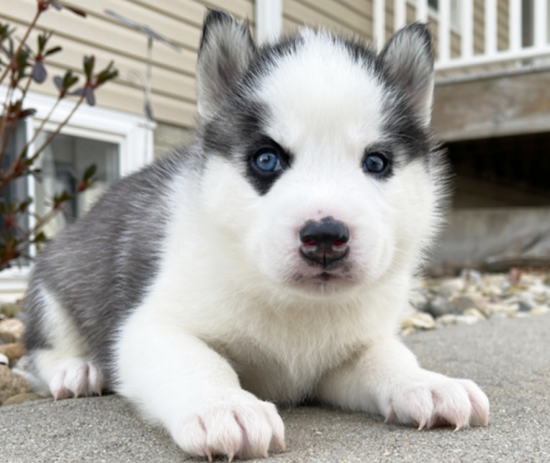 Adorable SIberian Husky male and female available Image eClassifieds4u