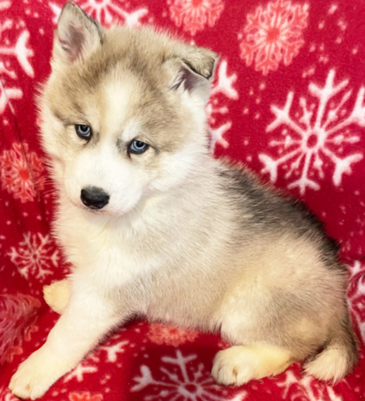 Adorable SIberian Husky male and female available Image eClassifieds4u