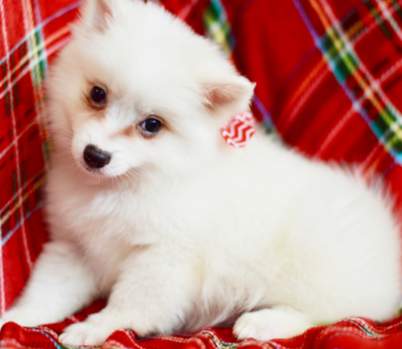 American Eskimo Dog puppies Image eClassifieds4u