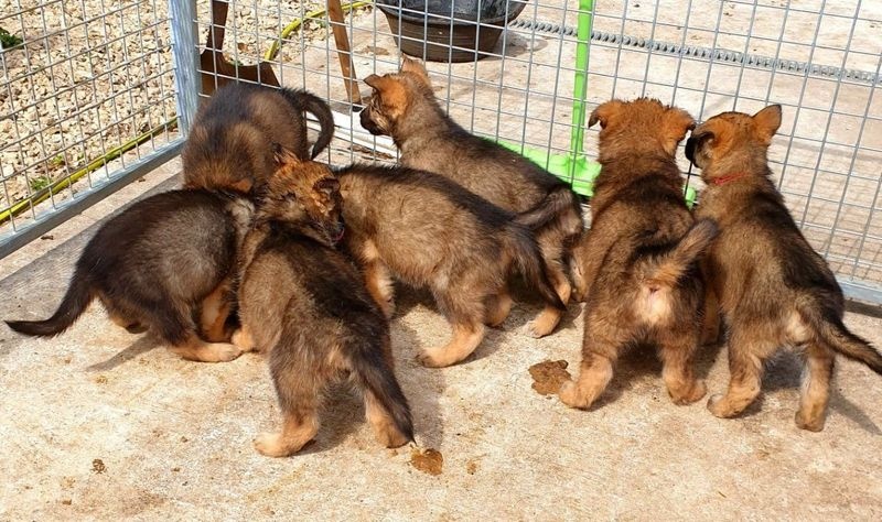 cbjghn Beautiful German Shepard Puppies Image eClassifieds4u