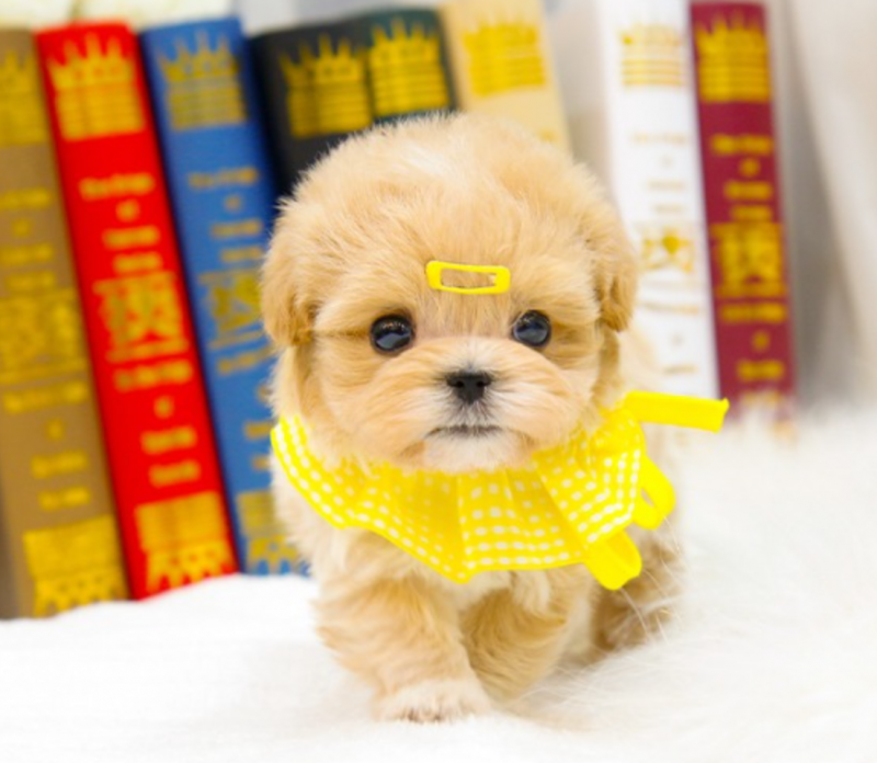 Cute Maltipoo puppies Image eClassifieds4u