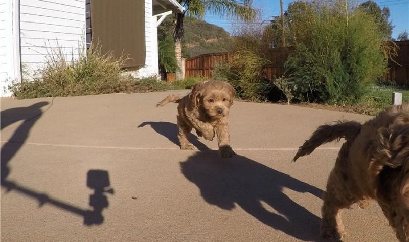 ready to go Golden Doodle Puppies for Golden Doodle lovers Image eClassifieds4u