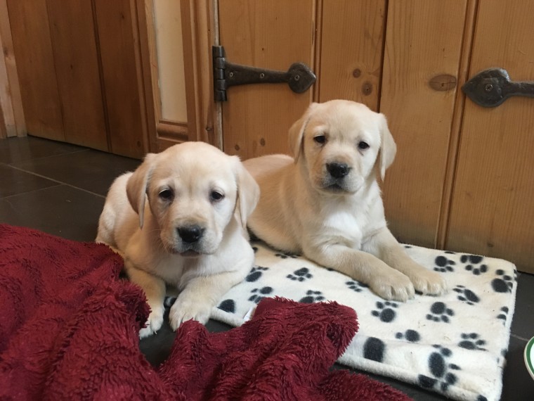 Labrador Retriever Puppies for ADOPTION Image eClassifieds4u