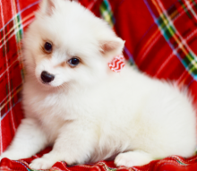 American Eskimo Dog puppies Image eClassifieds4u 4