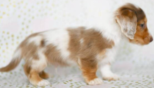 Beautiful dachshund puppies Vaccinated & Microchipped. Image eClassifieds4u 2