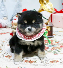 Beautiful Pomsky puppies available Image eClassifieds4u 1