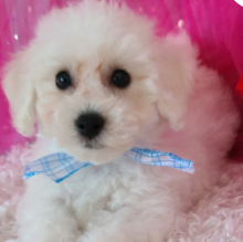 Bichon Frise puppies available Image eClassifieds4u 3