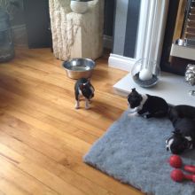 Boston Terrier Puppies for great homes Image eClassifieds4U