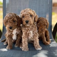 cgreh cx g Labradoodle Image eClassifieds4U