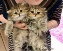Persian kittens available Image eClassifieds4u 1