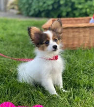 Purebred Papillon puppies available Image eClassifieds4u 1