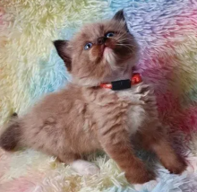 Ragdoll kittens for sale Image eClassifieds4u 1