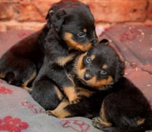 Rotweiler puppies available for sale Image eClassifieds4u 4