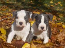 ready to go Staffordshire Bull Terrier puppies available Image eClassifieds4U