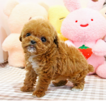 Toy Poodle puppies Image eClassifieds4u 1