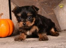 xsfdfhg Registered Yorkshire Puppies Ready For Rehomming Image eClassifieds4U