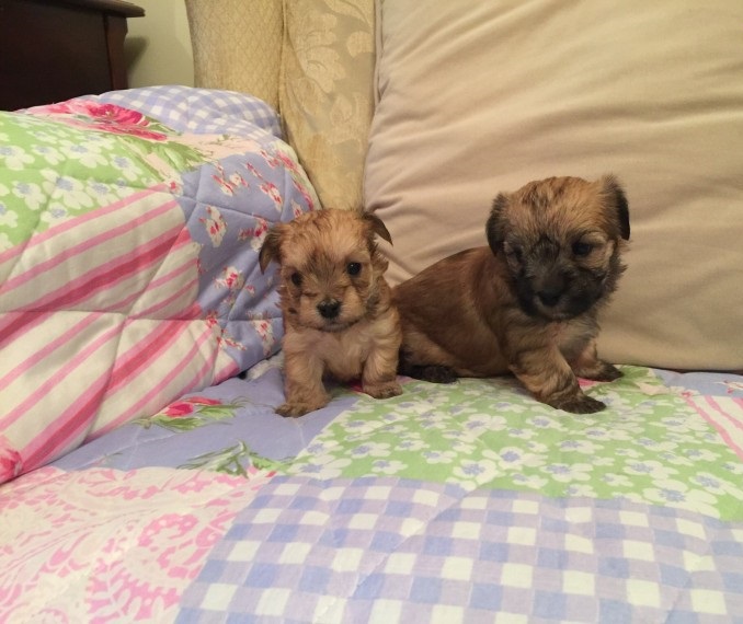 Morkie Puppies available for Morkie Lovers ready to go Image eClassifieds4u