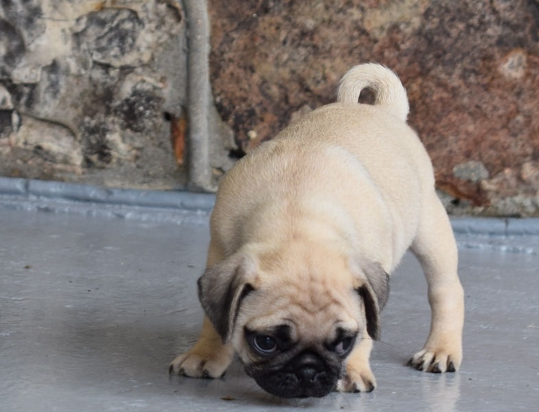 Pug puppies available for best homes. Image eClassifieds4u