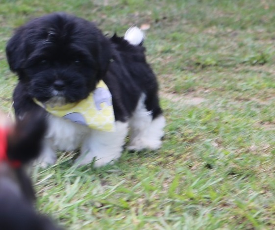 Pure Havanese puppies fast contact Image eClassifieds4u