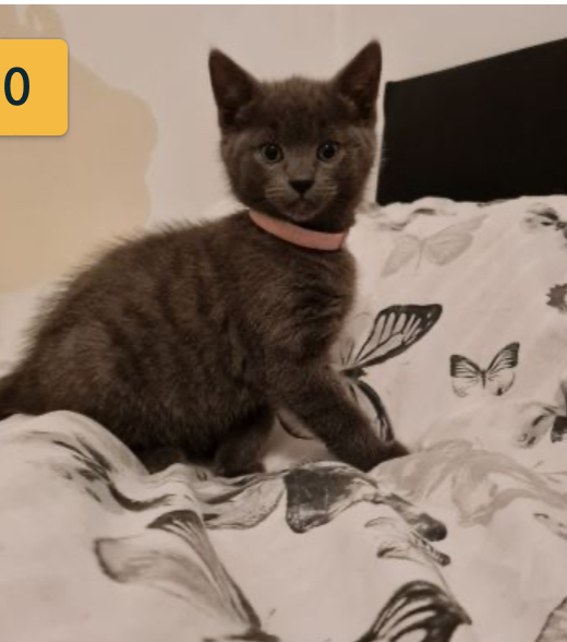 Russian blue kittens available Image eClassifieds4u